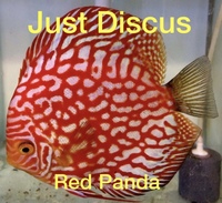 Buy 5 get 1 free at JUST DISCUS from ONLY £20 and over 5,000 top quality Discus to choose from and the biggest selection in the U.K. Cheapest prices guaranteed.