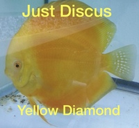 Buy 5 get 1 free at JUST DISCUS from ONLY £20 and over 5,000 top quality Discus to choose from and the biggest selection in the U.K. Cheapest prices guaranteed.