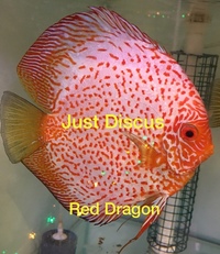 Buy 5 get 1 free at JUST DISCUS from ONLY £20 and over 5,000 top quality Discus to choose from and the biggest selection in the U.K. Cheapest prices guaranteed.