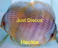 Buy 5 get 1 free at JUST DISCUS from ONLY £20 and over 5,000 top quality Discus to choose from and the biggest selection in the U.K. Cheapest prices guaranteed.