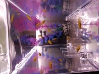 Malawi /Saulosi Cichlid fry for sale