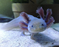 Axolotls for sale - Juvenile Copper Melanoid 6+ Inch