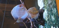 12 stendker discus various sizes