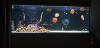 12 stendker discus various sizes