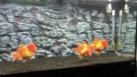 Fluval Roma 200 aquarium fish tank cabinet filters and light fancy goldfish
