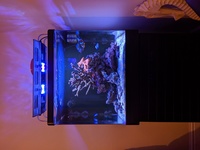 Red sea max 130d 7 year old fully matured marine system with upgrades for sale