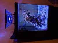 Red sea max 130d 7 year old fully matured marine system with upgrades for sale