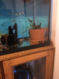 Jewel Fish tank 4ft wide with cabinet & various tropical fish & loads of extras