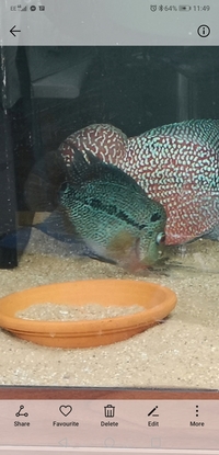 Flowerhorn. Kamfa Female