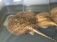 Mini Marble Motoro Stingray pups for sale