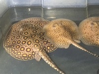 Mini Marble Motoro Stingray pups for sale