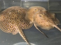 Mini Marble Motoro Stingray pups for sale