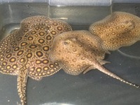 Mini Marble Motoro Stingray pups for sale