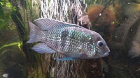 Blue acara