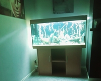 4 foot 350 litre aquarium with 30+ fish and accessories