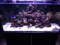 Reef Aquarium contents - fish, coral, inverts, live rock, live sand, marine algae.