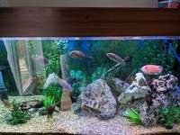 Fish tank