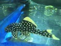wild caught True Altum Angels, wild golden nuggets, zebra pleco, stingrays , discus