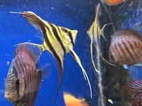 wild caught True Altum Angels, wild golden nuggets, zebra pleco, stingrays , discus