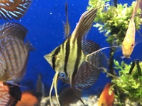 wild caught True Altum Angels, wild golden nuggets, zebra pleco, stingrays , discus