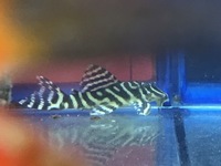 wild caught True Altum Angels, wild golden nuggets, zebra pleco, stingrays , discus