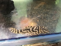 wild caught True Altum Angels, wild golden nuggets, zebra pleco, stingrays , discus