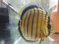 Over 800 discus in stock @ CHESHIRE OAKS DISCUS..from £20. stock on youtube