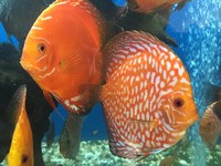 Over 800 discus in stock @ CHESHIRE OAKS DISCUS..from £20. stock on youtube