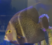 Marine fish sale. collection only.. cash or paypal payment