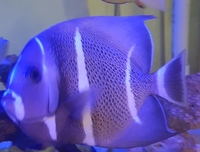 Marine fish sale. collection only.. cash or paypal payment