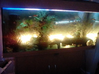 4 foot jewel aquarium and tropical fish