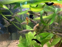 Butterfly Goodeid colony for sale