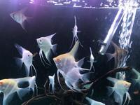 Angelfish Sale