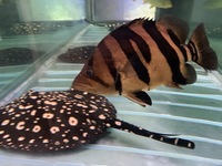 Massive 4 Bar Datnoid Tiger fish