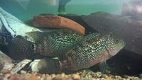 Jack Dempsey and Vieja synspila (Redhead Cichlid).