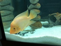 Adult Midas cichlid for sale £10