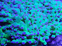 Wanted large branching hammers/ frogspawn or lps colonies