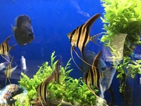 wild caught True Altum Angels, wild golden nuggets, zebra pleco, stingrays , discus
