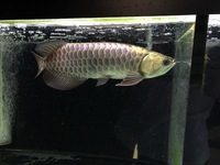 LAST 1P EBAY AUCTIONS NO RESERVE AROWANA STINGRAY PLECO FLOWERHORN CATFISH MBU FINISH MONDAY NIGHT