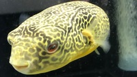 LAST 1P EBAY AUCTIONS NO RESERVE AROWANA STINGRAY PLECO FLOWERHORN CATFISH MBU FINISH MONDAY NIGHT