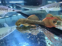 LAST 1P EBAY AUCTIONS NO RESERVE AROWANA STINGRAY PLECO FLOWERHORN CATFISH MBU FINISH MONDAY NIGHT