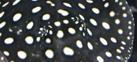 LAST 1P EBAY AUCTIONS NO RESERVE AROWANA STINGRAY PLECO FLOWERHORN CATFISH MBU FINISH MONDAY NIGHT