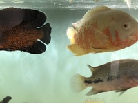 GOLDEN KELBERI BASS, PROVEN BREEDING PAIR OF JAGUAR CICHLIDS AND POSSIBLE BREEDING PAIR OF OSCARS