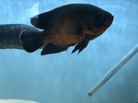 GOLDEN KELBERI BASS, PROVEN BREEDING PAIR OF JAGUAR CICHLIDS AND POSSIBLE BREEDING PAIR OF OSCARS