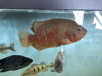 GOLDEN KELBERI BASS, PROVEN BREEDING PAIR OF JAGUAR CICHLIDS AND POSSIBLE BREEDING PAIR OF OSCARS