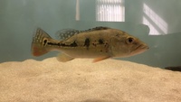 GOLDEN KELBERI BASS, PROVEN BREEDING PAIR OF JAGUAR CICHLIDS AND POSSIBLE BREEDING PAIR OF OSCARS