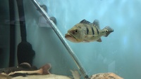 GOLDEN KELBERI BASS, PROVEN BREEDING PAIR OF JAGUAR CICHLIDS AND POSSIBLE BREEDING PAIR OF OSCARS