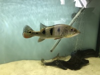 GOLDEN KELBERI BASS, PROVEN BREEDING PAIR OF JAGUAR CICHLIDS AND POSSIBLE BREEDING PAIR OF OSCARS