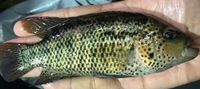 Predators / monster / Odd Ball for Sale/ Cichlid