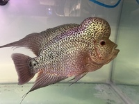 Predators / monster / Odd Ball for Sale/ Cichlid